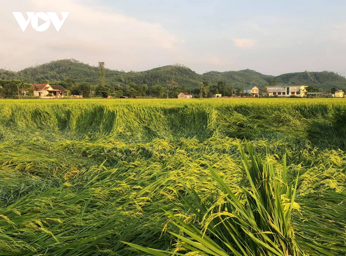 Giông lốc làm thiệt hại nhiều diện tích cây nông nghiệp ở Quảng Bình