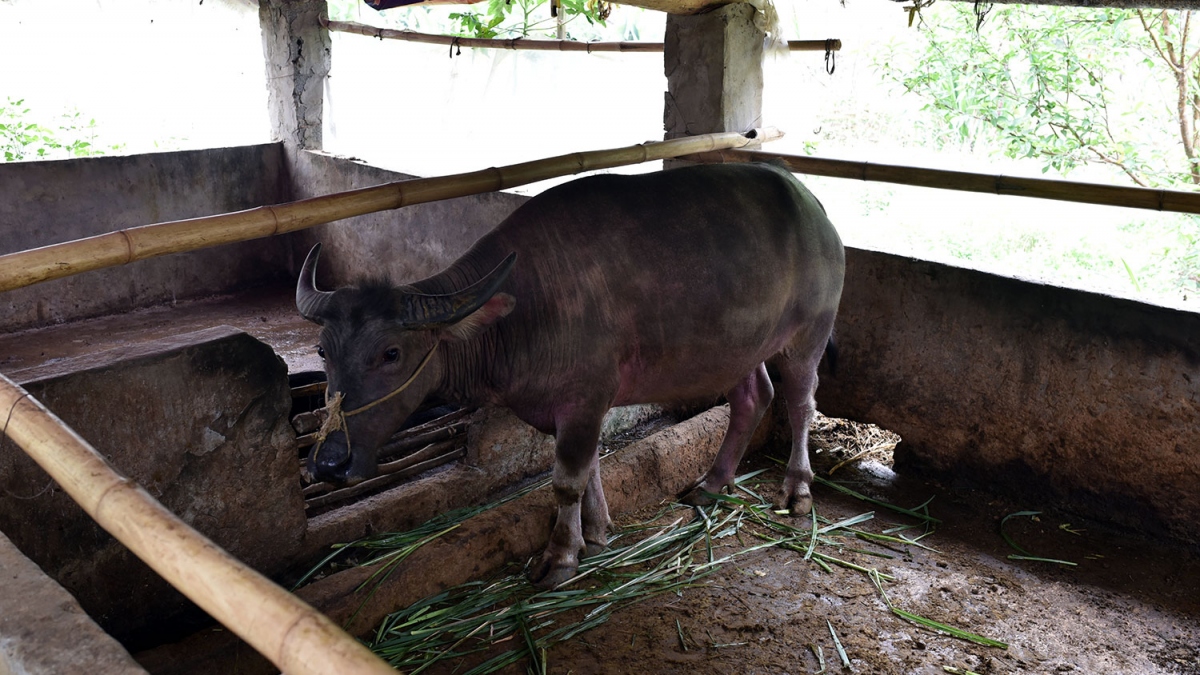 Nhiều hộ nghèo ở Lào Cai bán trâu giống sau khi được hỗ trợ