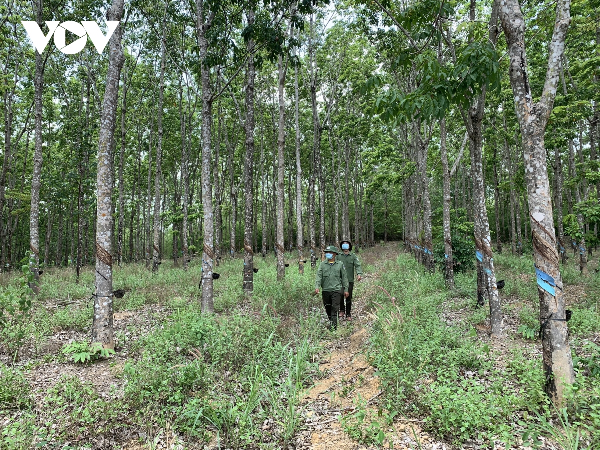 Chuyện lạ ở Gia Lai: Hàng trăm ha cao su bị "trồng trộm" trên đất rừng