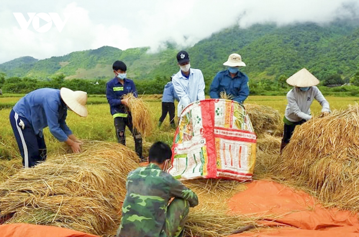 Dân bản bị cách ly tập trung, thanh niên Mường Lay giúp thu hoạch lúa