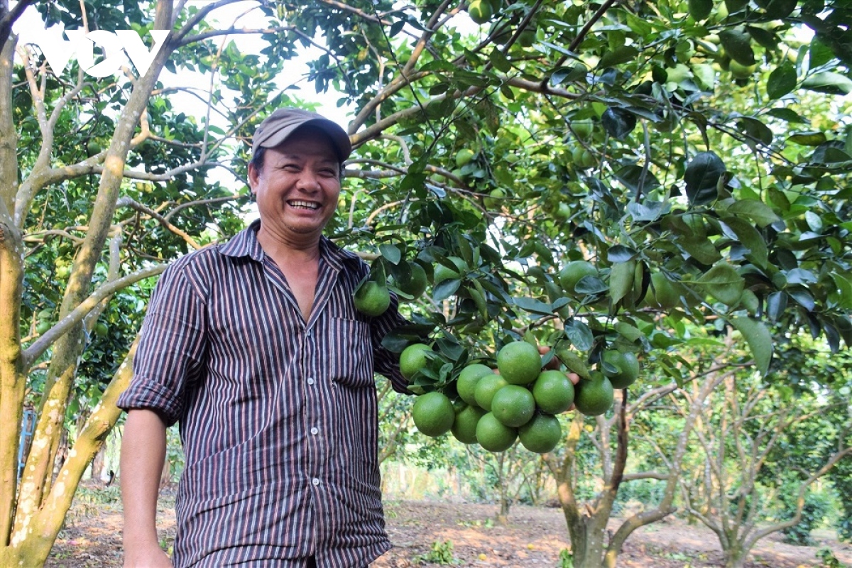 Cây ăn quả giúp người dân miền núi Quảng Nam làm giàu