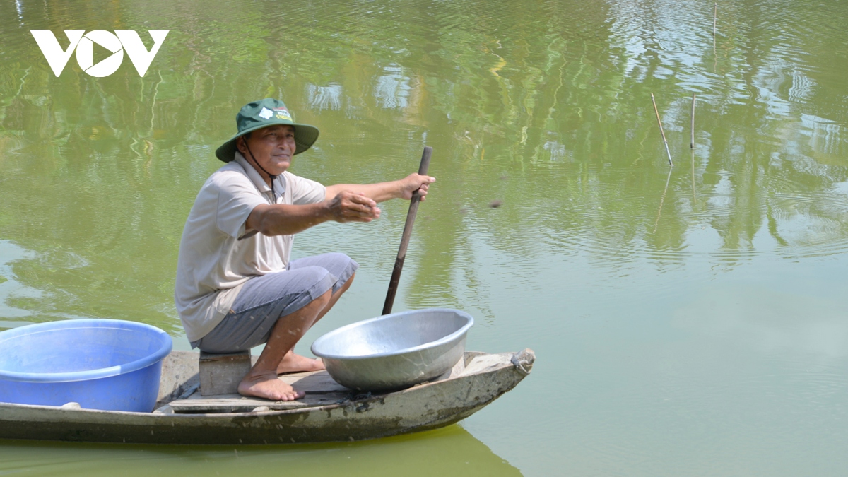 Thu nhập hàng trăm triệu đồng từ mô hình nuôi tôm càng xanh toàn đực