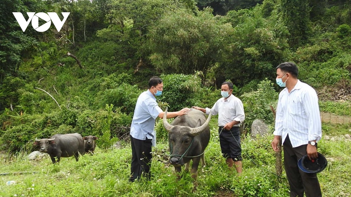 Kon Tum nan giải khống chế dịch bệnh tụ huyết trùng do trâu, bò thả rông trong rừng