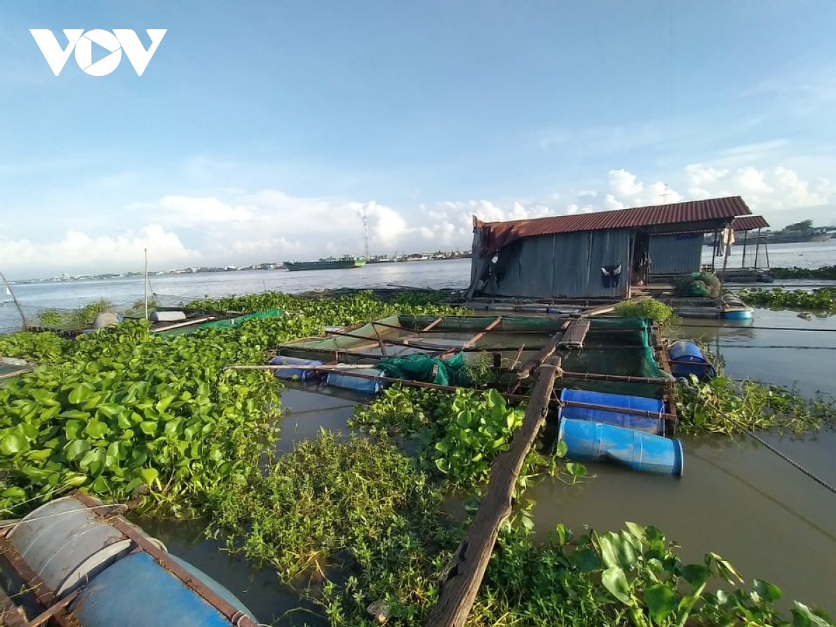 Sà lan tông vào nhiều bè cá  ở Tiền Giang, nhiều tấn cá tràn ra sông Tiền