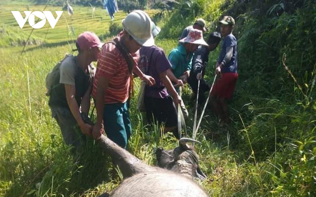 Trâu, bò chết hàng loạt ở Kon Tum nghi do bệnh tụ huyết trùng