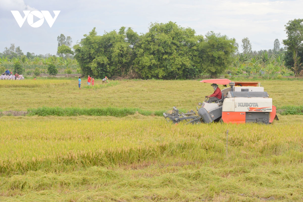 Liên kết hợp tác xã và doanh nghiệp nâng giá trị ngành hàng lúa gạo