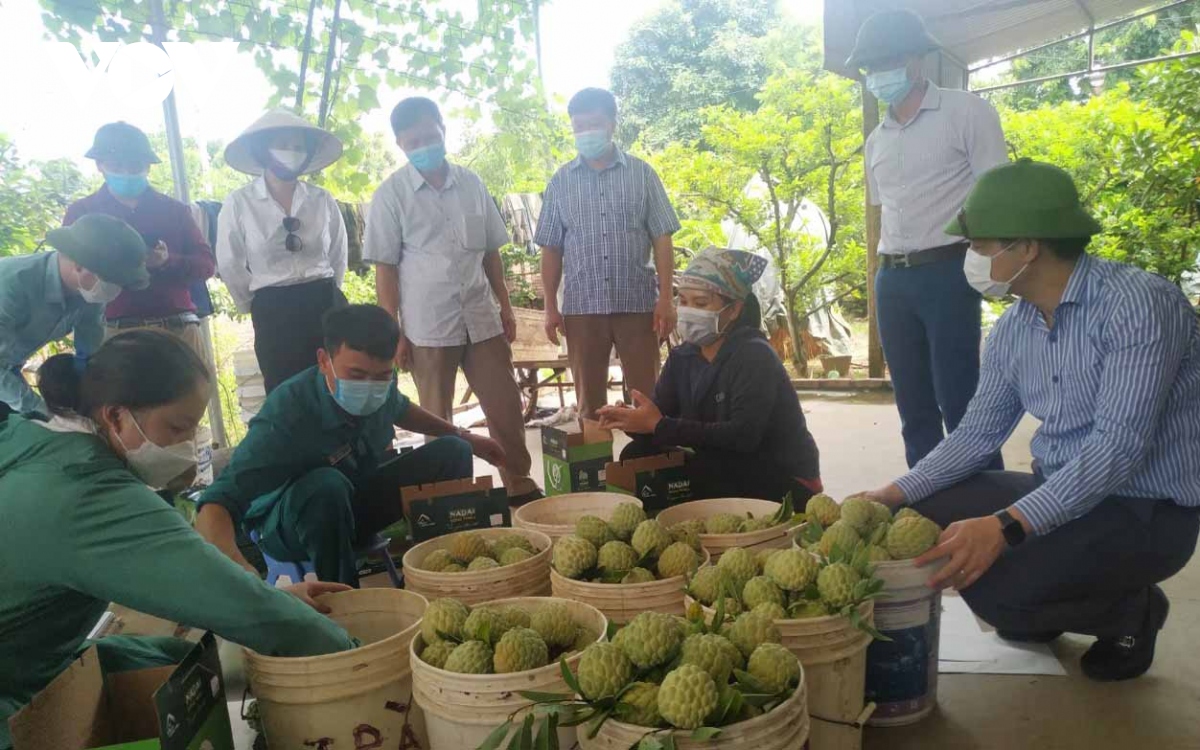 Bố trí điểm xét nghiệm Covid-19 tập trung cho lái xe thu mua na tại Đông Triều, Quảng Ninh