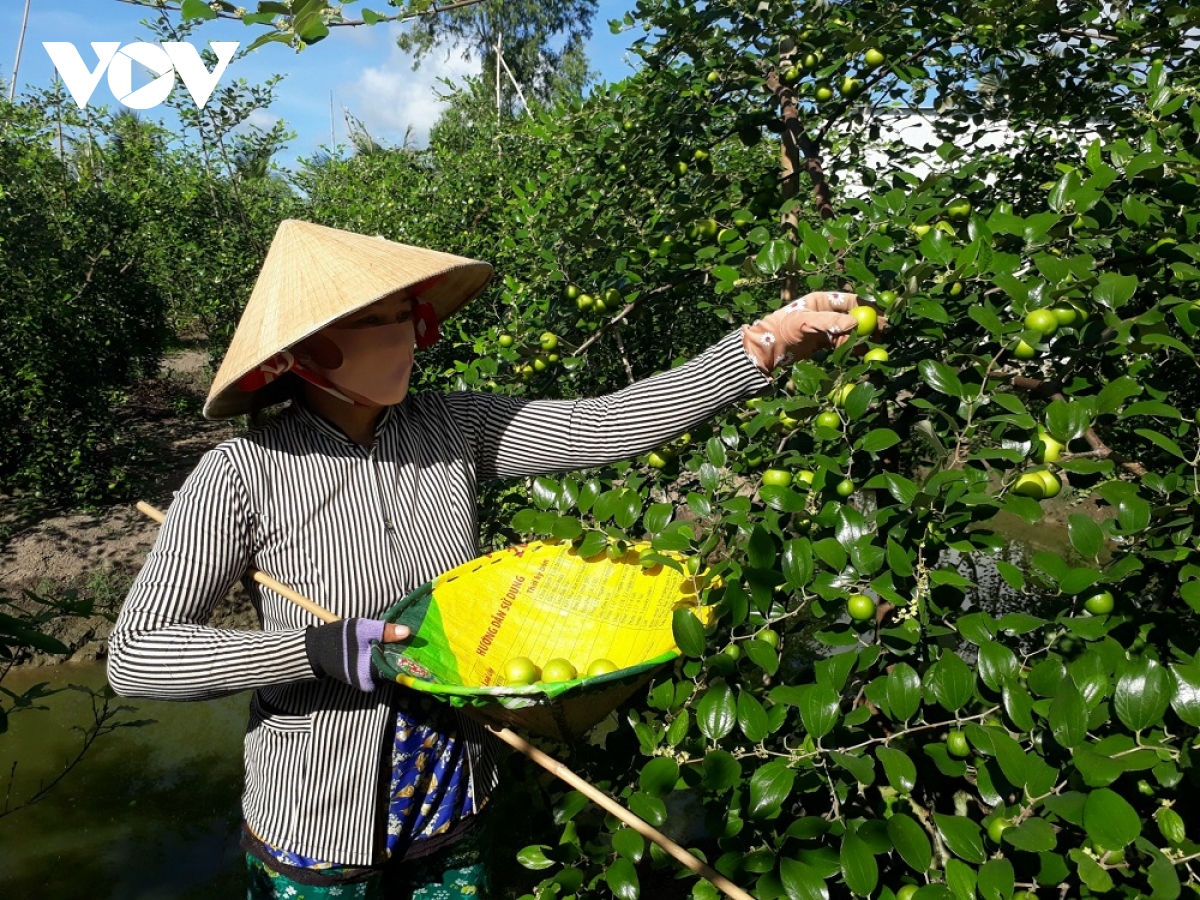 Nông dân Sóc Trăng trồng táo hồng, thu từ 200 – 225 triệu đồng/ha