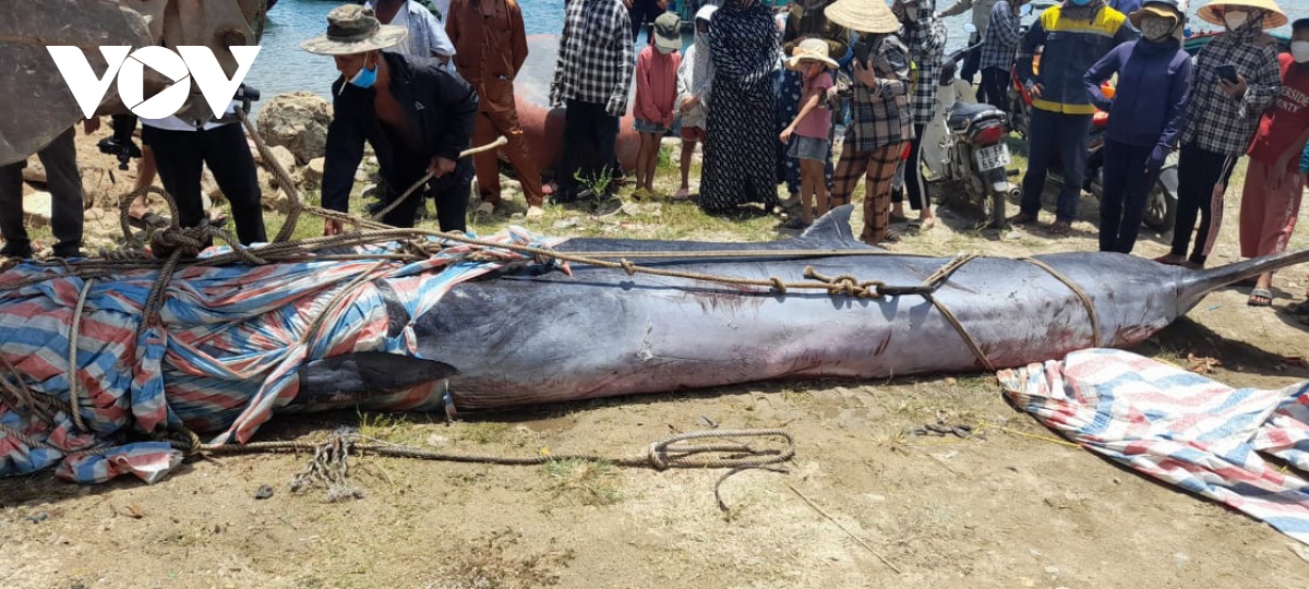 Xác cá voi dài khoảng 7m dạt vào bờ biển ở Hà Tĩnh