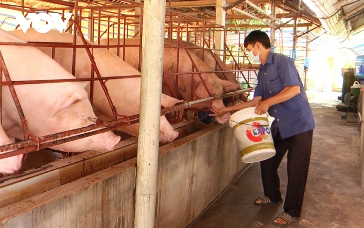 Giá lợn hơi xuống thấp, người chăn nuôi đang thua lỗ nặng