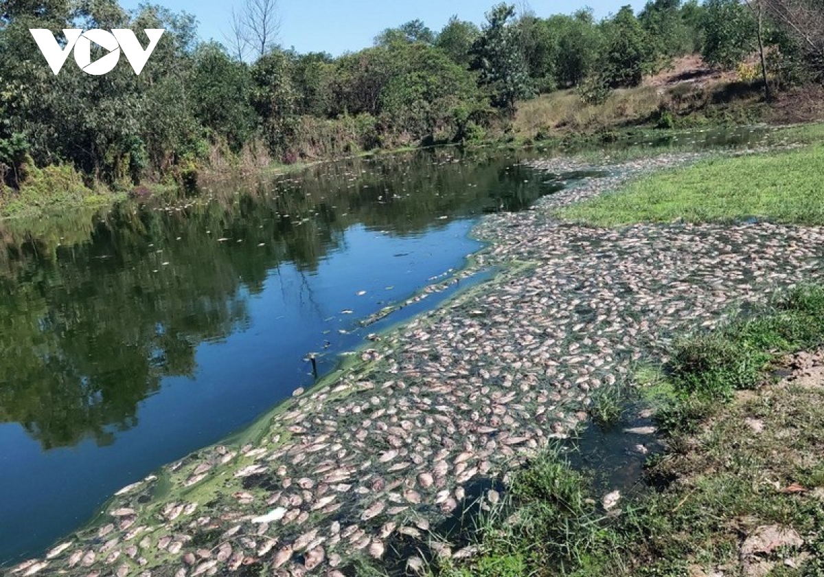 Thừa Thiên Huế: Cá chết hàng loạt gần khu công nghiệp Phong Điền