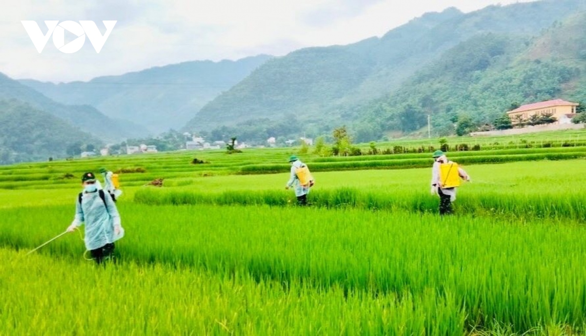 Bộ đội Sơn La giúp dân vùng dịch chăm sóc lúa