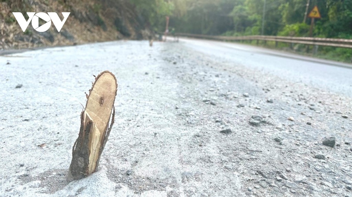 Bất an trước hàng loạt “cây chông” trên tỉnh lộ 171 ở Yên Bái