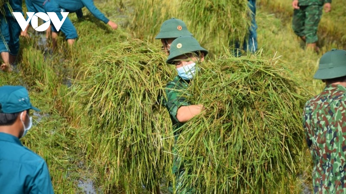 Bộ đội gặt lúa giúp người dân vùng giãn cách theo Chỉ thị 16
