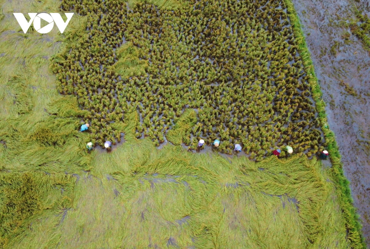Mưa lớn ngập đồng, nông dân Quảng Trị khẩn trương cứu lúa vụ Hè Thu