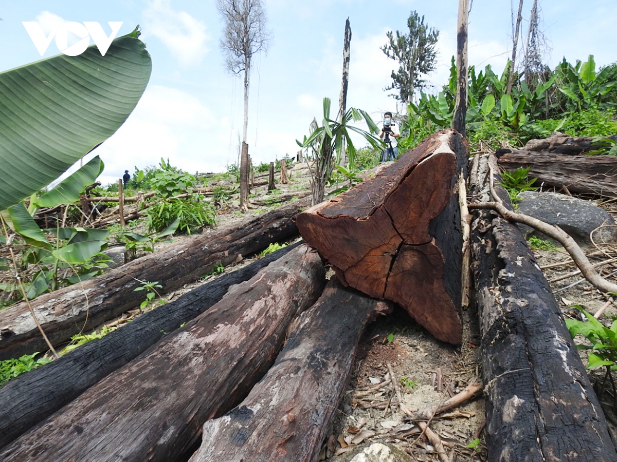 Kon Tum xác định được đơn vị quản lý hơn 17ha rừng bị phá ở huyện biên giới Ia H’Drai 