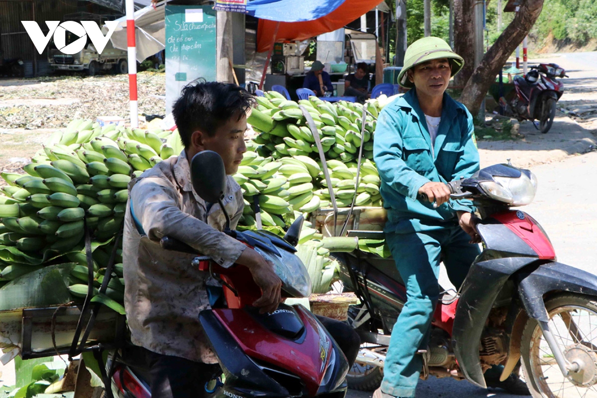 Nông dân Lai Châu gặp khó trong tiêu thụ chuối xanh