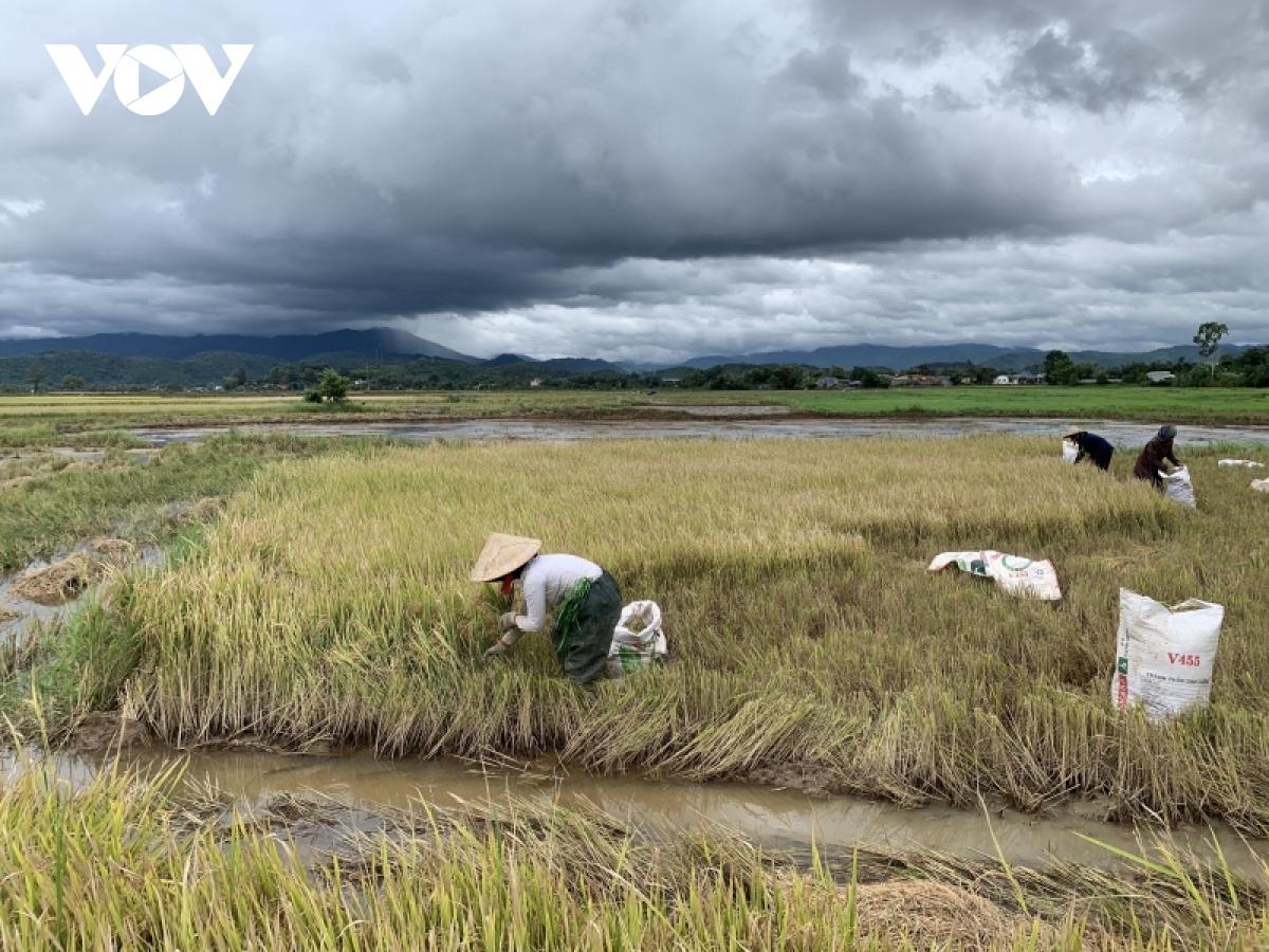 Đắk Lắk thiệt hại khoảng 157 tỷ đồng trong 9 tháng vì thiên tai