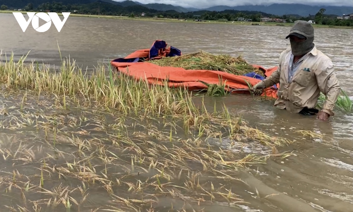 Người dân Đắk Lắk dầm mình trong nước gặt lúa chạy lũ
