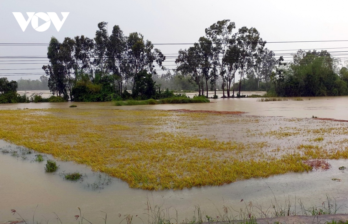 Hơn 1.000 ha lúa thiệt hại do ảnh hưởng của bão số 5