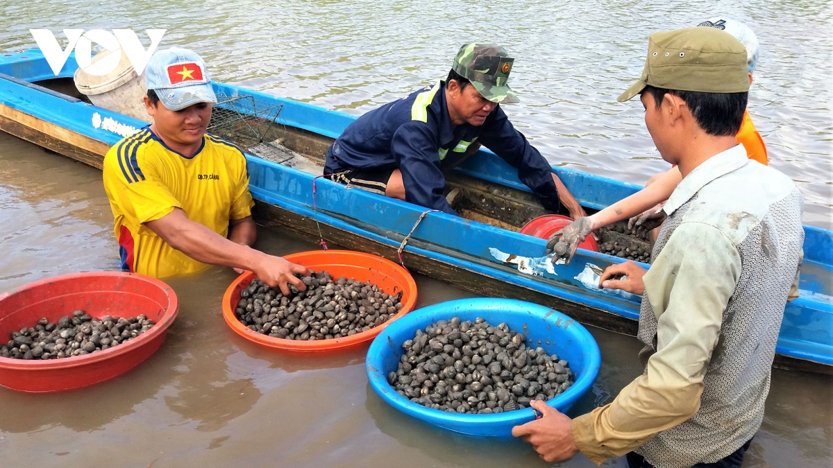 Nông thôn mới Đông Thới “mặc áo mới” nhờ nuôi con sò