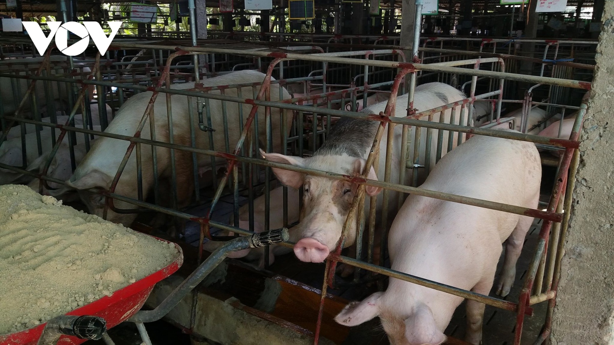 Giá lợn hơi tiếp tục tăng nhưng người chăn nuôi vẫn ngại tái đàn
