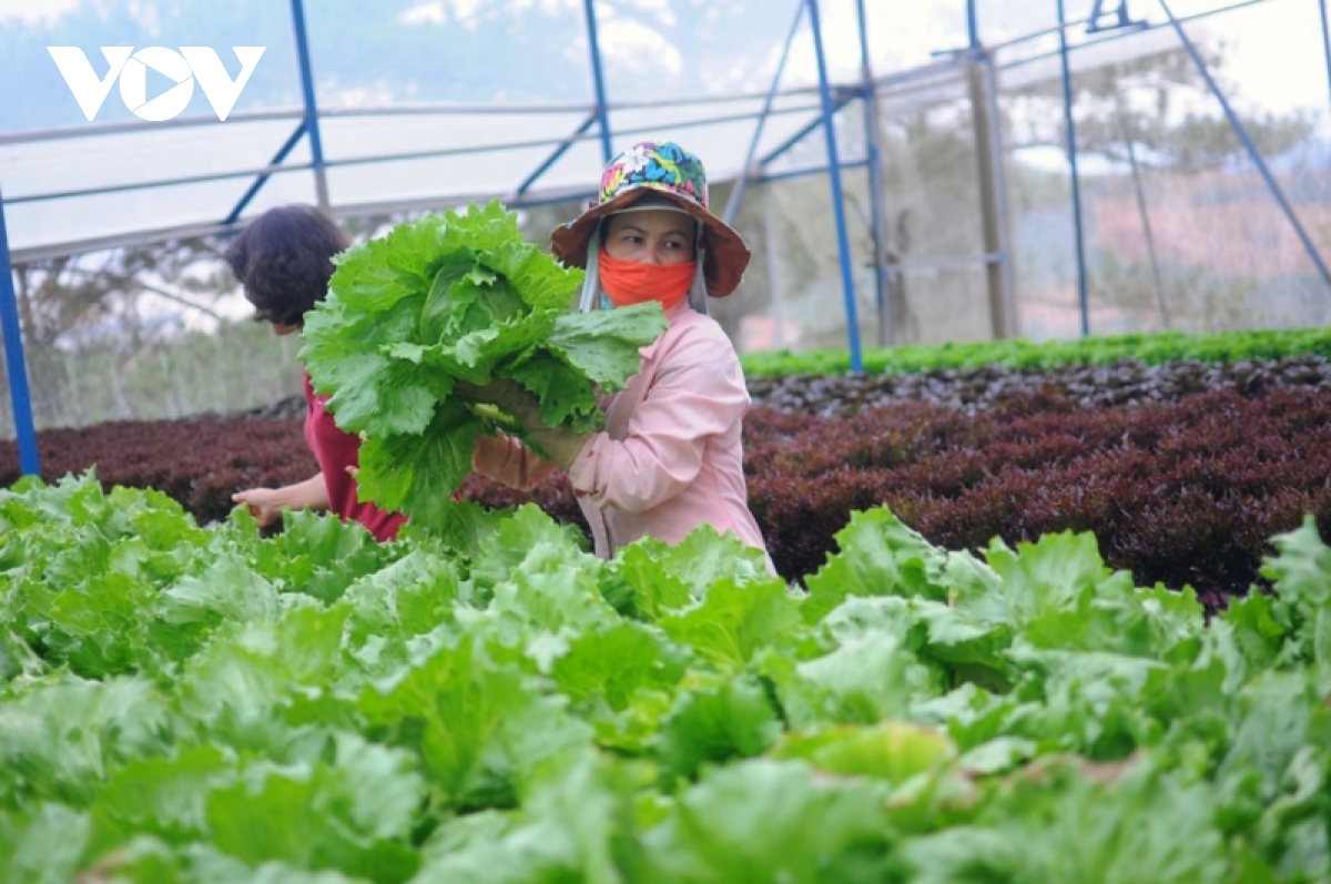 Nông dân Lâm Đồng khôi phục sản xuất rau, củ, quả trong điều kiện bình thường mới