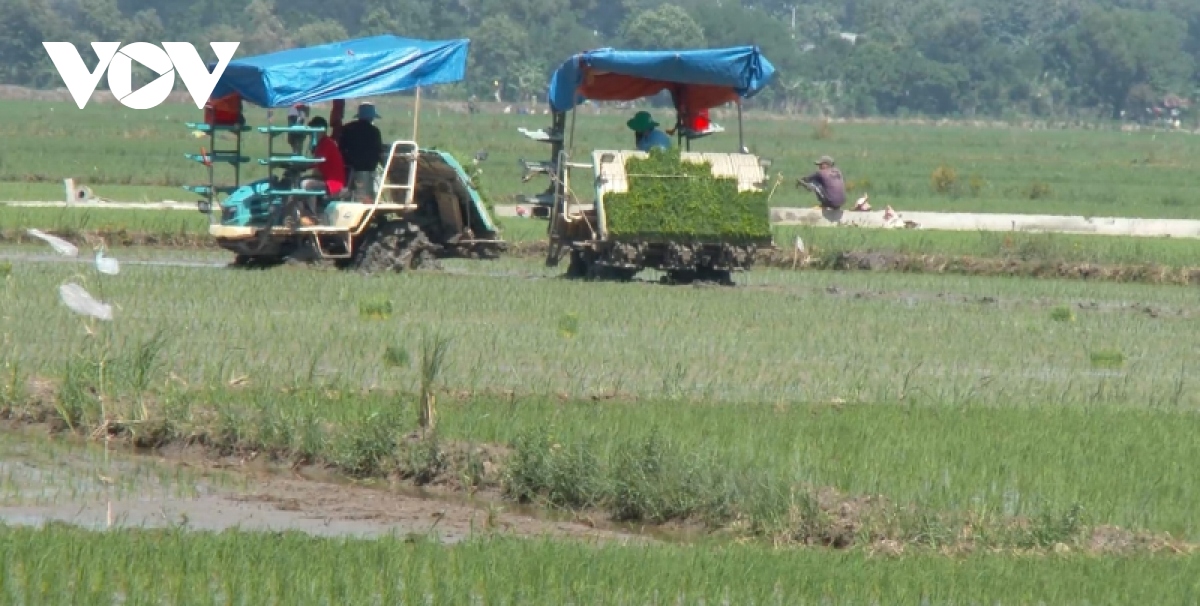 Sạt lở đê, nông dân Đồng Nai lo hàng nghìn ha lúa bị ảnh hưởng