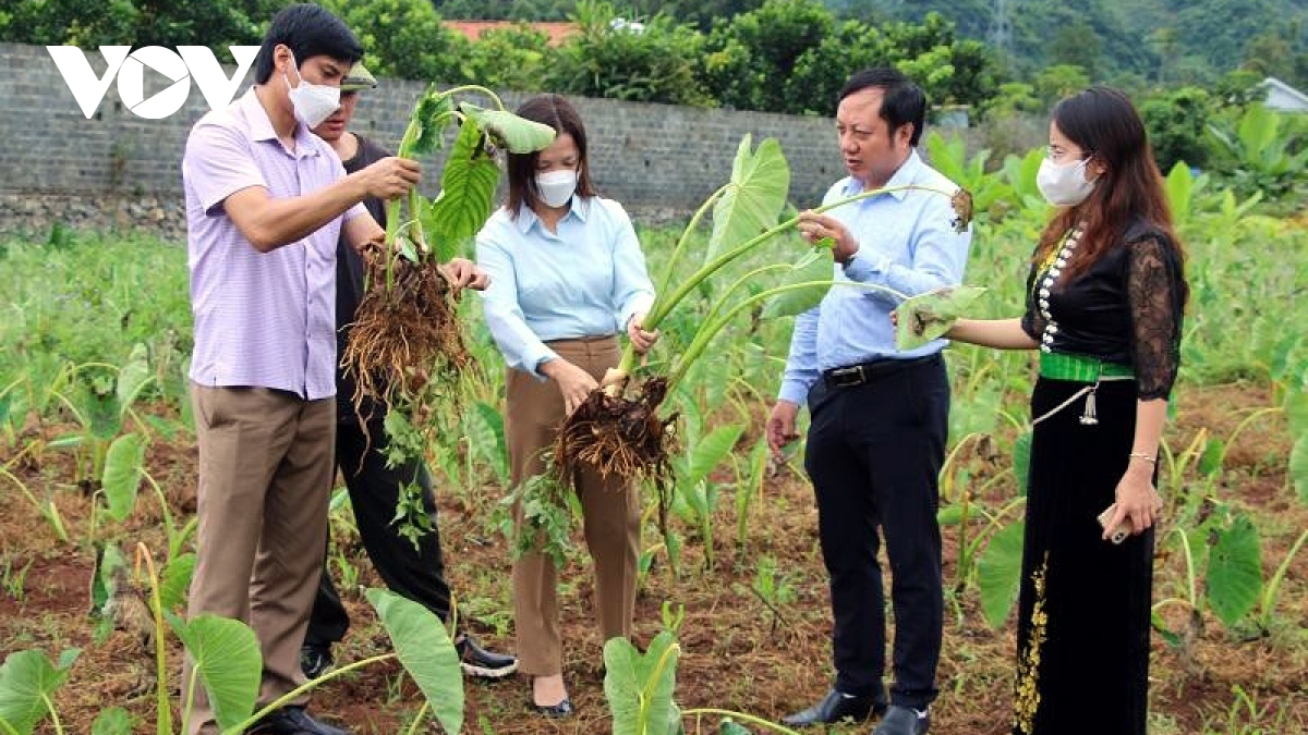 Đặc  sản Khoai sọ Thuận Châu sản xuất theo chuỗi có đầu ra ổn định