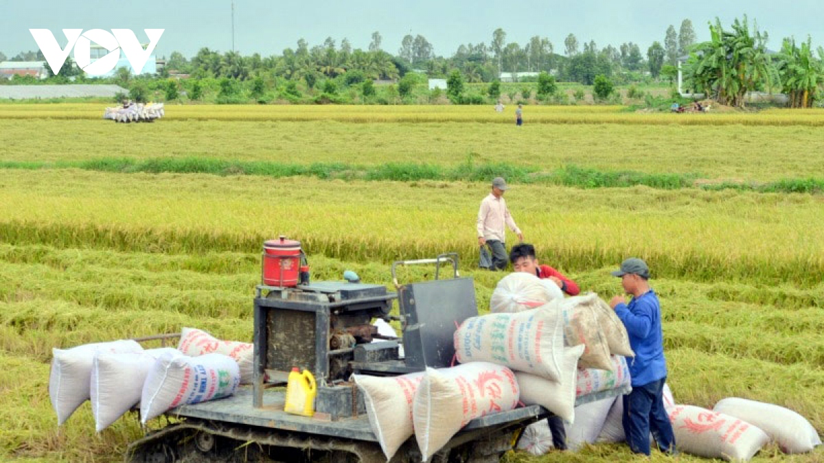 Giá xuất khẩu tăng làm "ấm" thị trường lúa gạo miền Tây