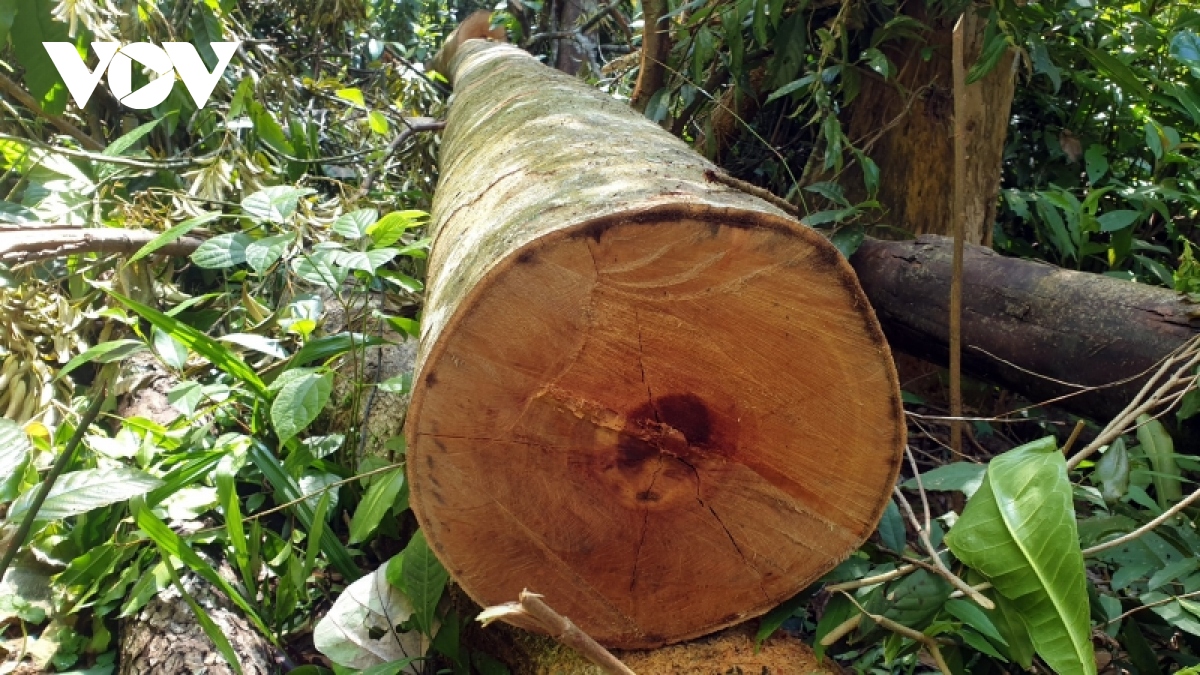 Lãnh đạo tỉnh Quảng Nam: Vụ phá rừng phòng hộ ở xã Trà Bui là rất đau xót