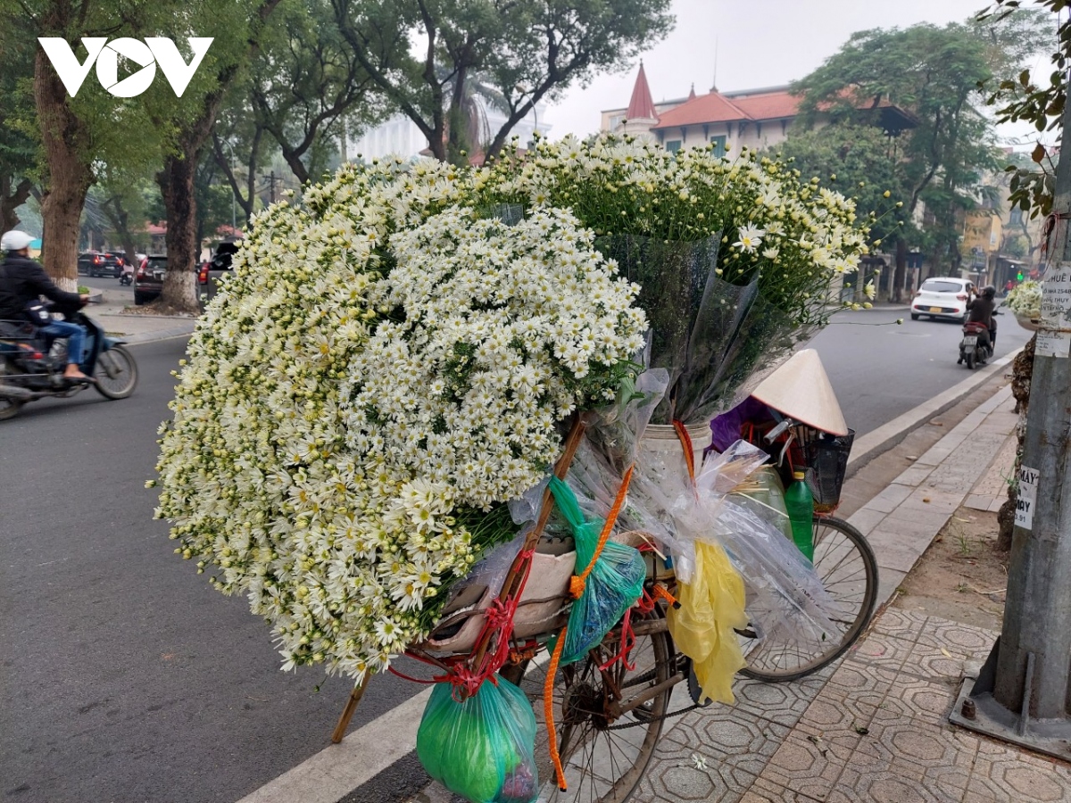 Cúc họa mi dịu dàng xuống phố Hà Nội đầu đông