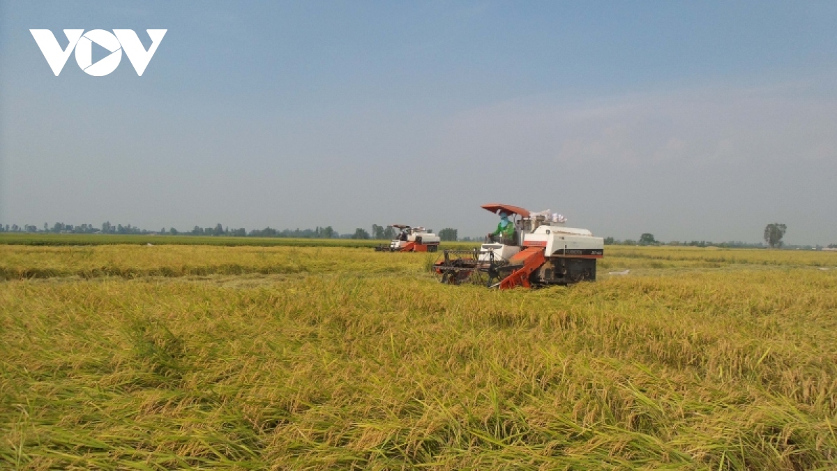 Liên kết sản xuất và tiêu thụ lúa gạo để phát triển bền vững