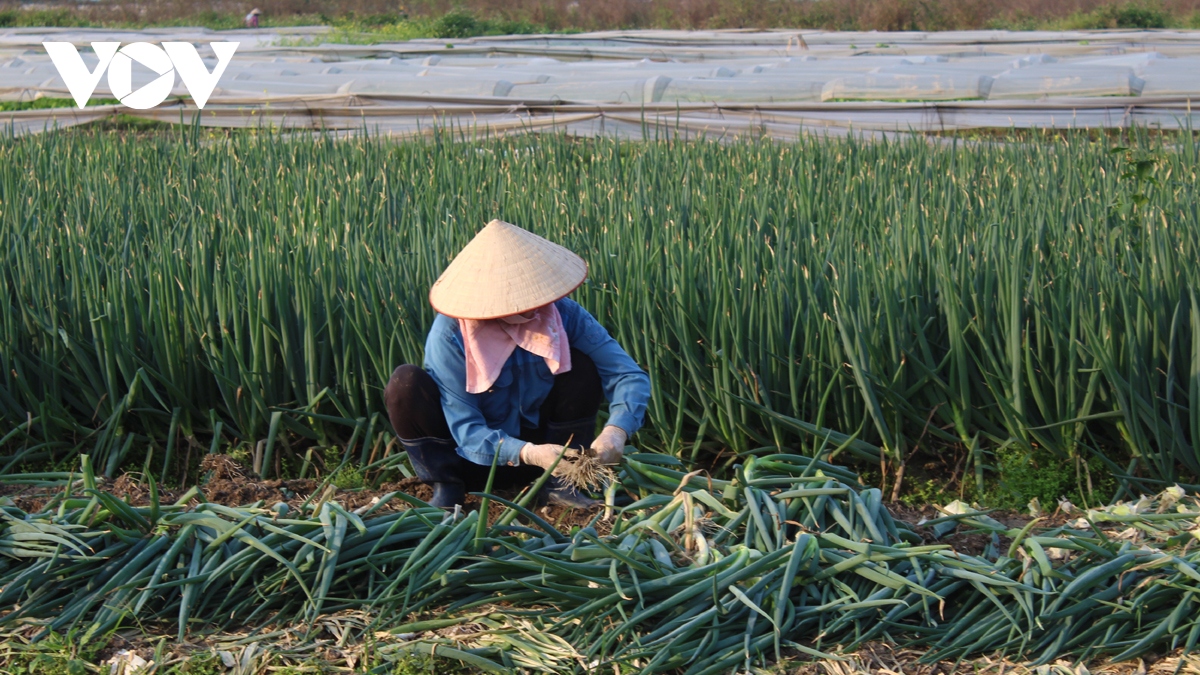 Rau xanh tăng giá chóng mặt, có loại đắt hơn cả thịt lợn