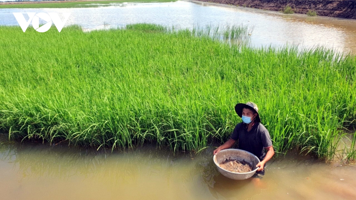 Bỏ túi hàng tỷ đồng từ mô hình nuôi cá linh và tôm càng xanh