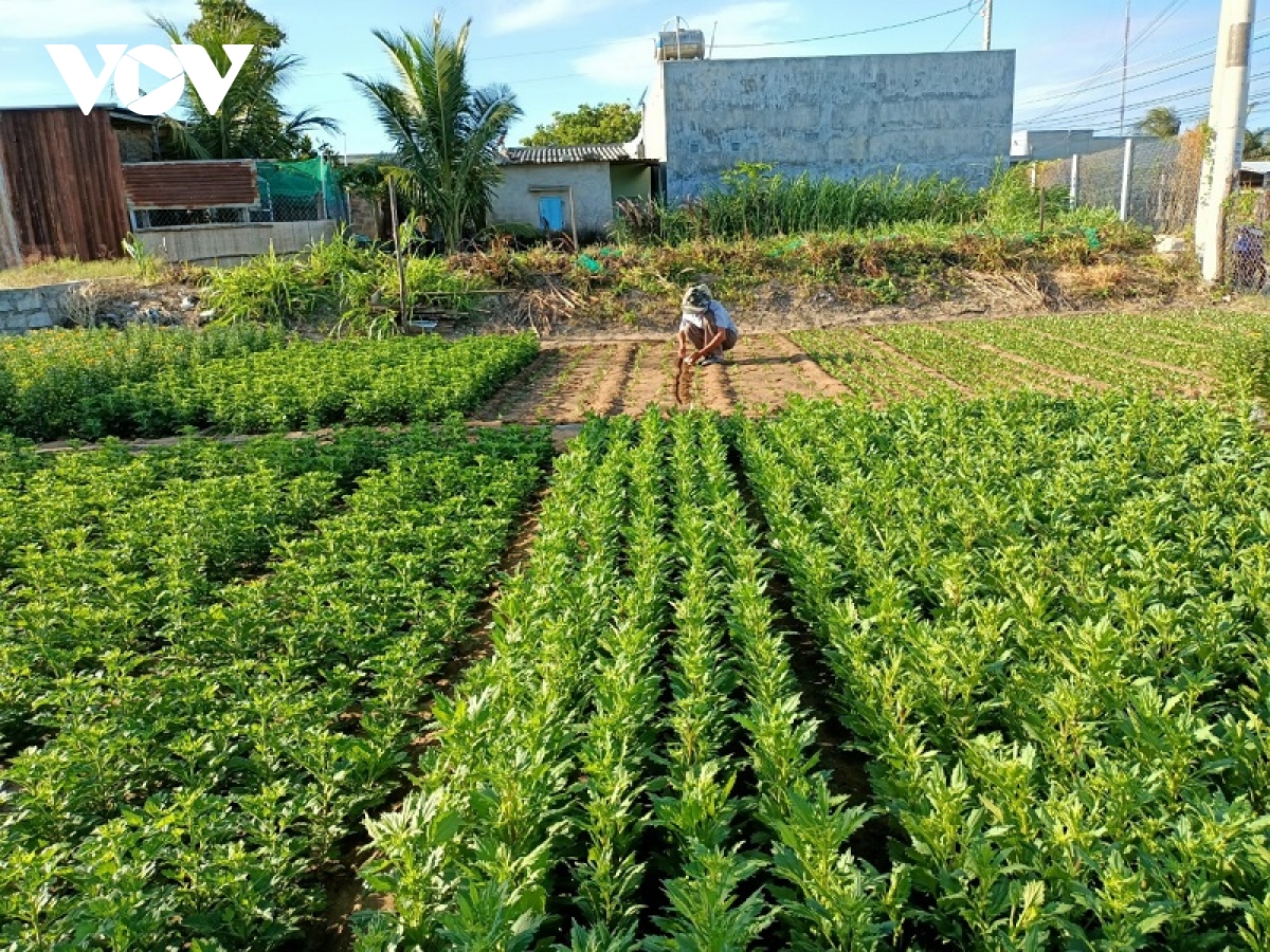 Nông dân trồng hoa, rau màu ở Ninh Thuận thấp thỏm lo "đói" vụ Tết