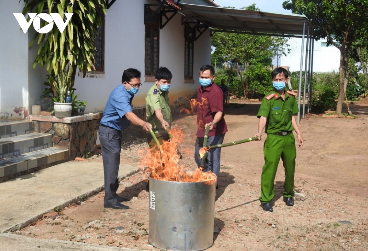 Sâm Ngọc Linh giả như thật và câu chuyện thật - giả chưa có hồi kết