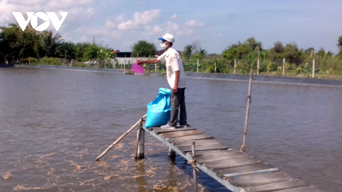 Trang trại cá "khủng" giúp lão nông miền Tây thu về tiền tỷ