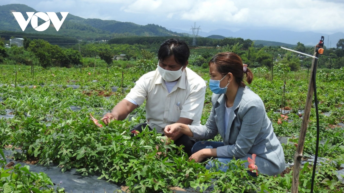 Giữa đại dịch, Kon Tum đột phá trong sản xuất và tiêu thụ sản phẩm OCOP