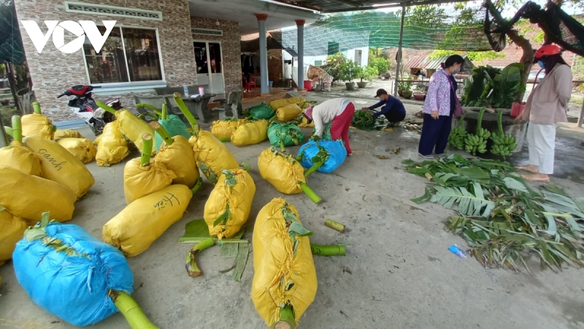 Chuối Tết ở Khánh Hòa khan hàng, tăng giá