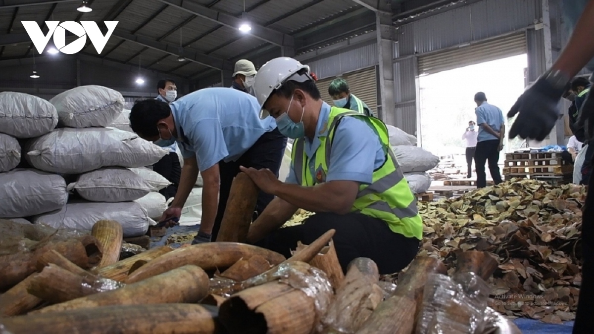Hải quan Đà Nẵng: Bắt giữ số lượng lớn hàng nghi là ngà voi và vảy tê tê