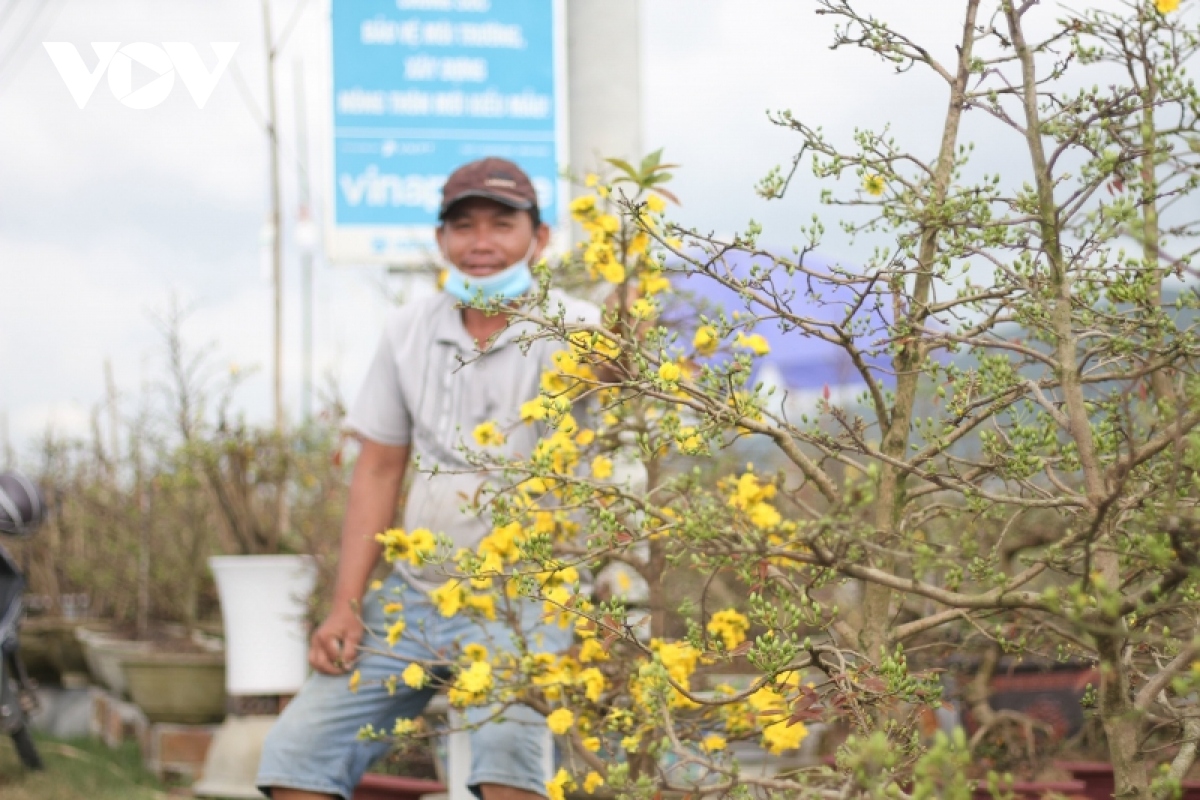 Trầm lắng thị trường mai Tết Bình Định