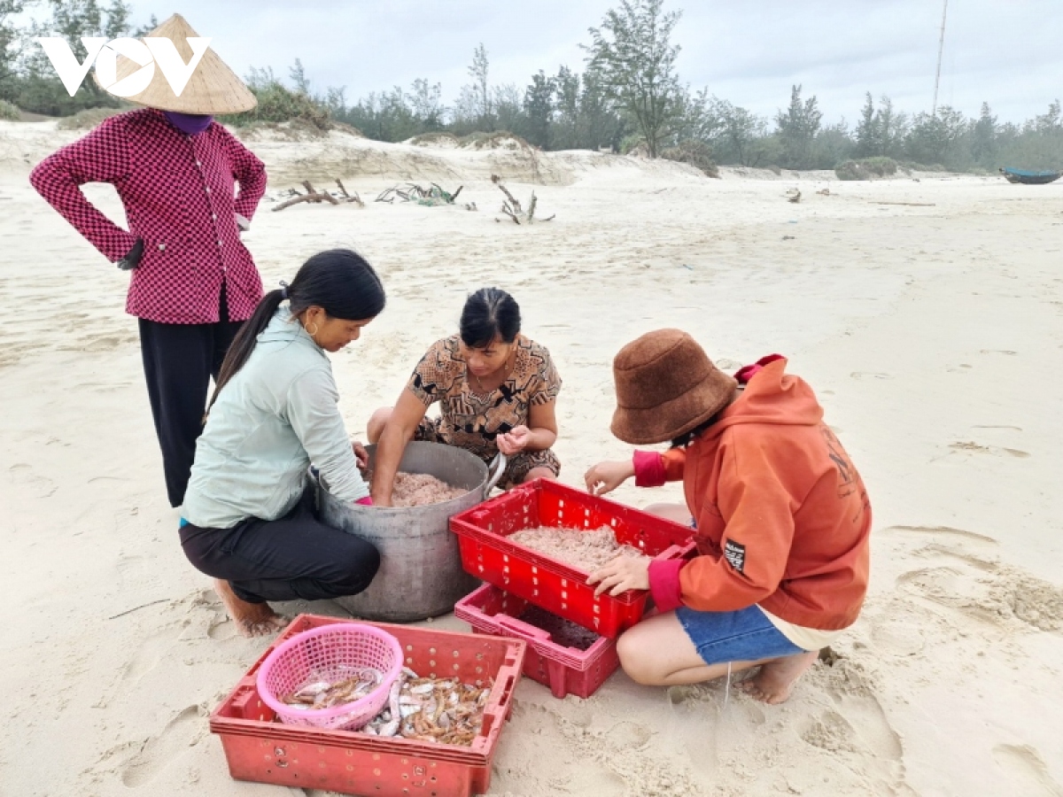 Ngư dân Quảng Bình được mùa ruốc đầu năm mới