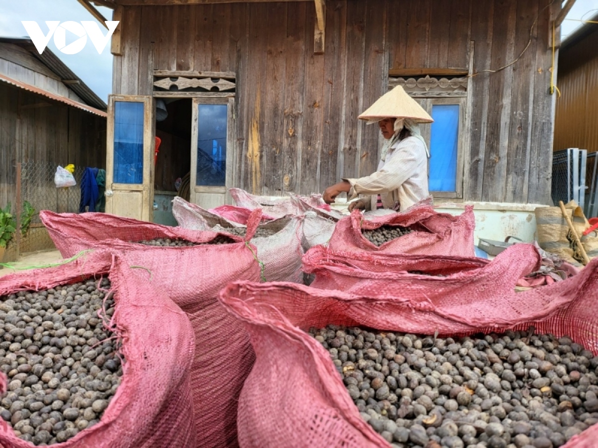 Nông sản được mùa được giá, người dân Lâm Đồng có cái Tết ấm no