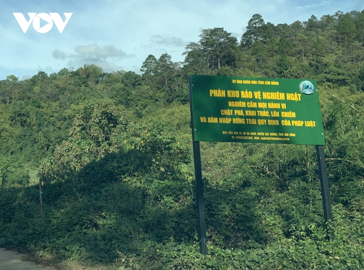 Cận cảnh rừng Quốc gia tại Đắk Lắk, Lâm Đồng bị phá để làm đường khi chưa được phép