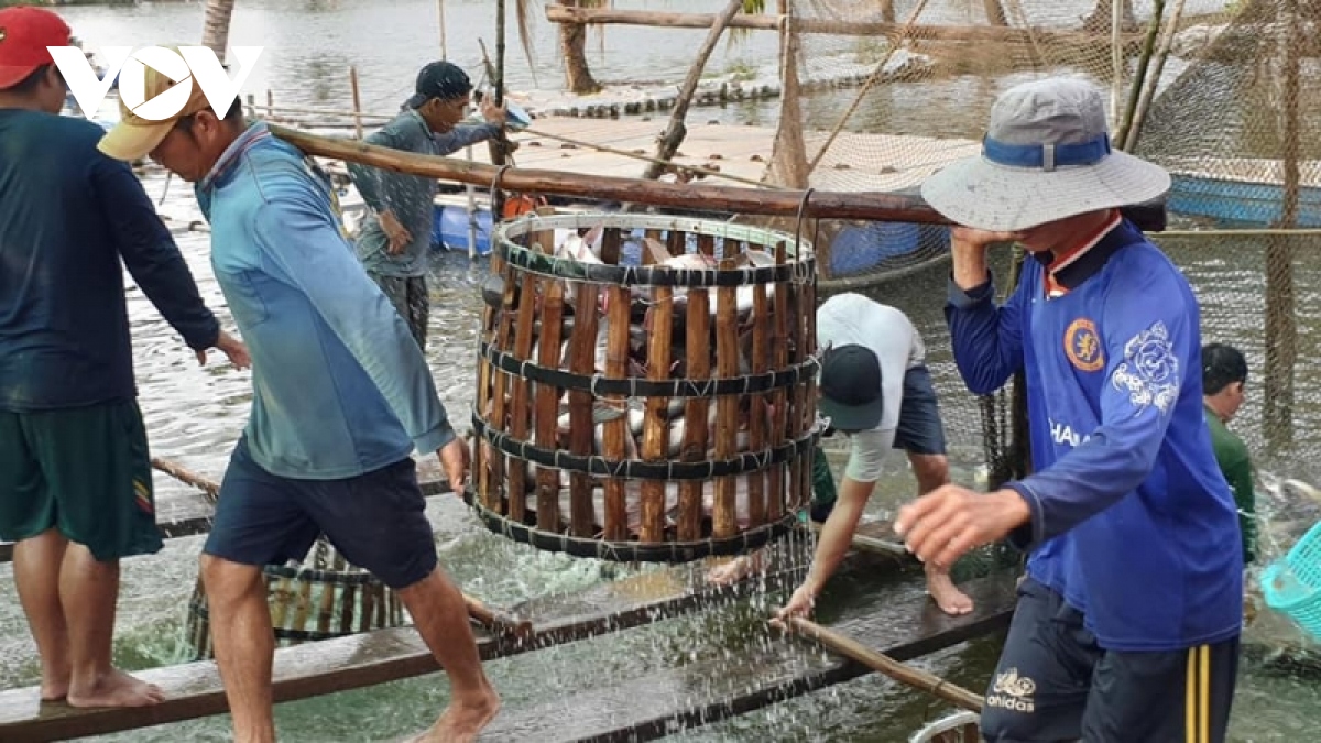 Giá cá tra tăng cao, doanh nghiệp và nông dân tăng tốc sản xuất