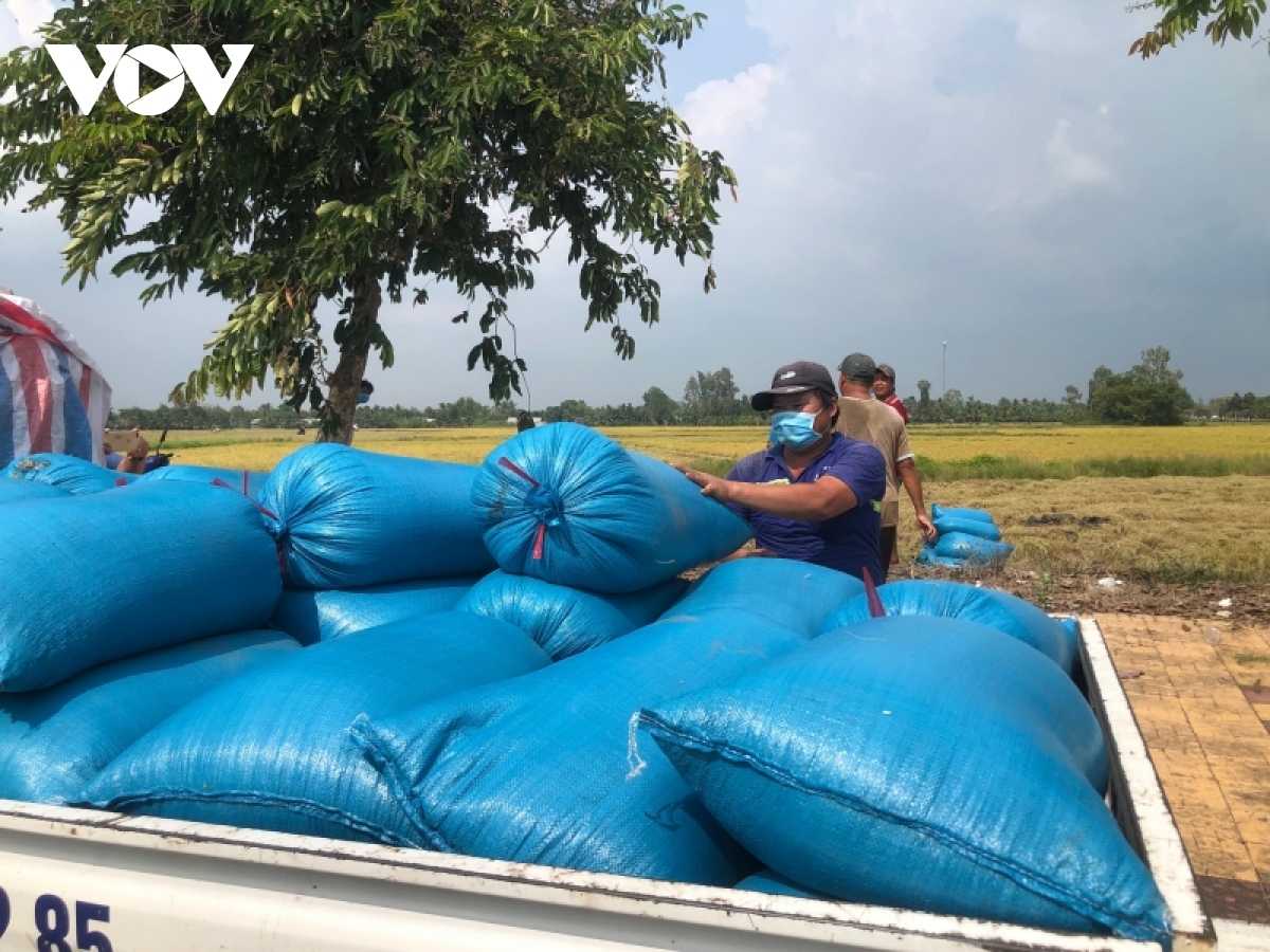 Nông dân thu hoạch lúa Đông xuân đến đâu, thương lái thu mua đến đó