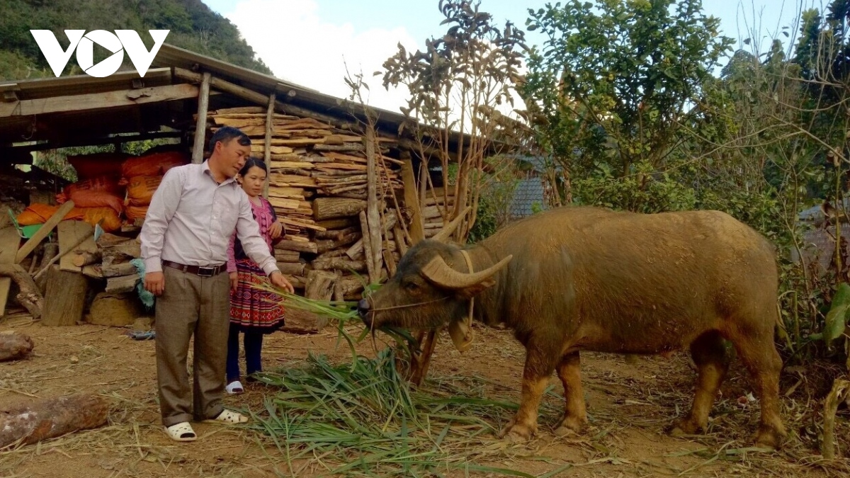 Giá rét làm hơn 1.000 con gia súc ở Sơn La bị chết, thiệt hại hơn 14 tỷ đồng