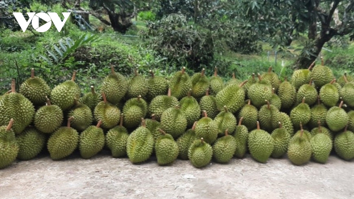 “Vương quốc” cây ăn trái chủ động ứng phó khi trái cây rớt giá