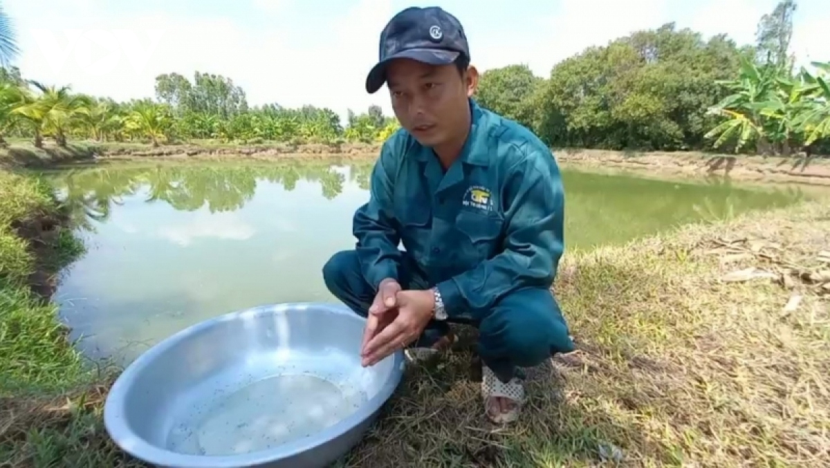 Chàng kỹ sư rời phố về quê nuôi cá kiếm hàng trăm triệu đồng mỗi năm